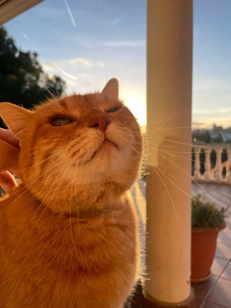 Orange tabby cat being petted at sunset